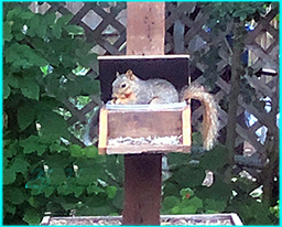 Natural Texas Squirrel Feeder